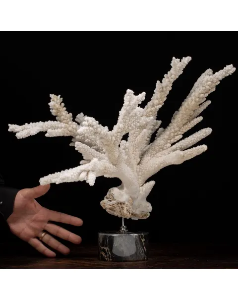 Acropora Florida