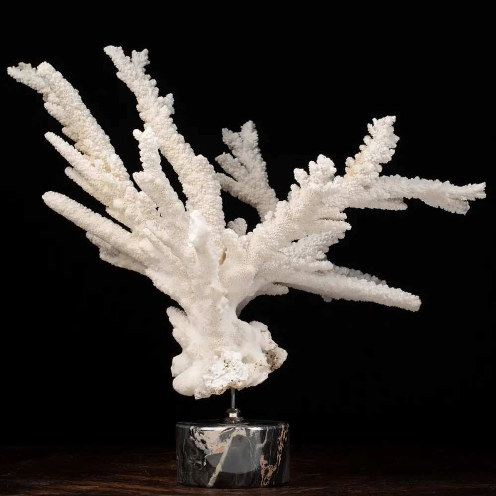 Acropora Florida