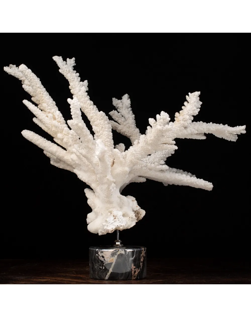 Acropora Florida