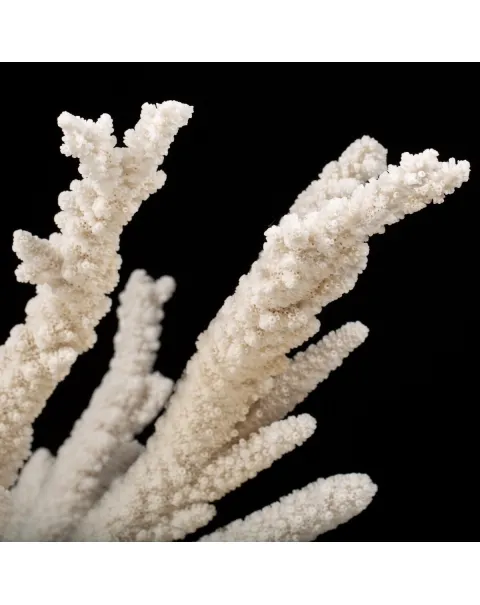 Acropora Florida