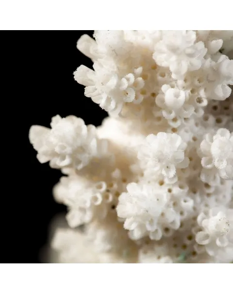 Acropora Florida