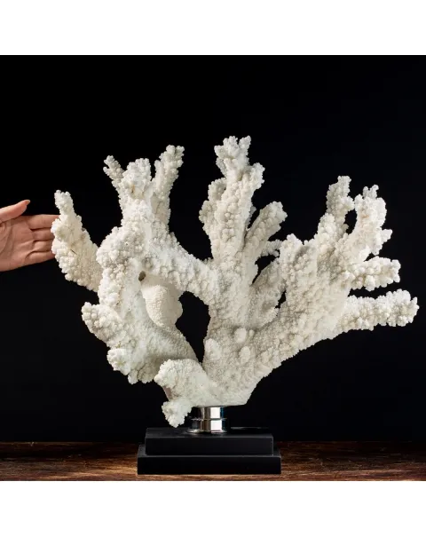 Acropora Florida