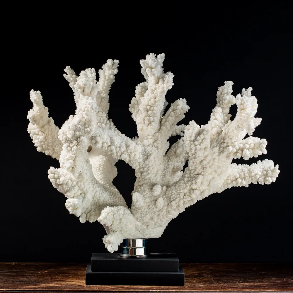 Acropora Florida