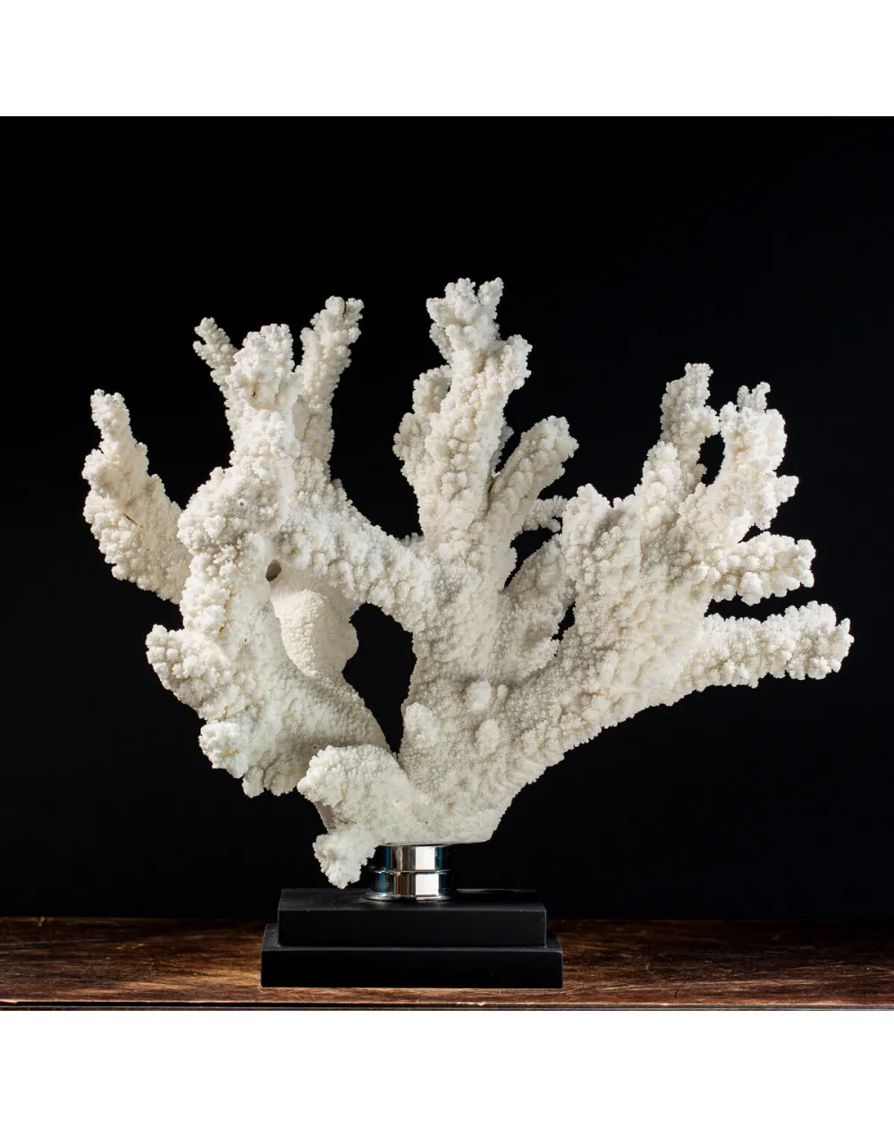 Acropora Florida