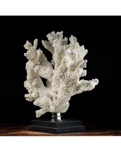 Acropora Florida