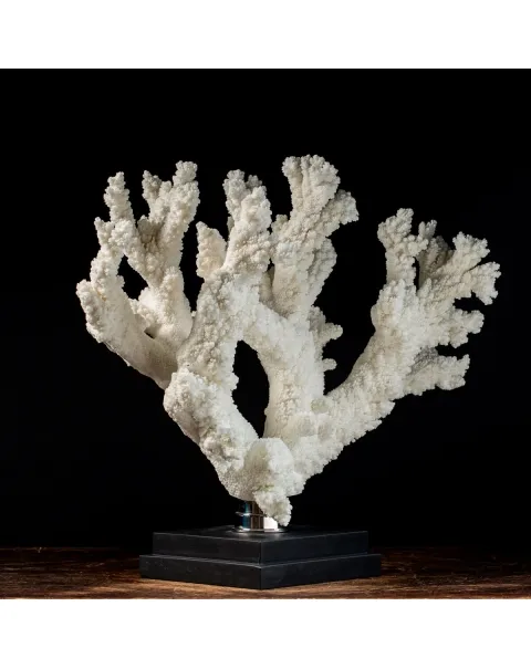 Acropora Florida