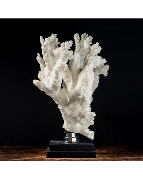 Acropora Florida
