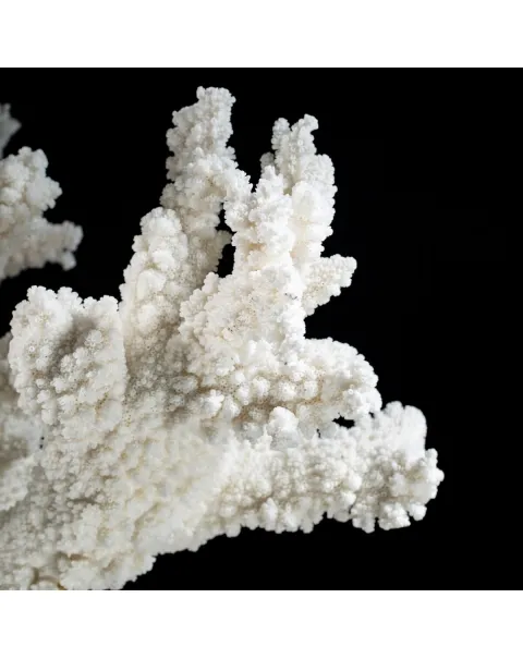 Acropora Florida