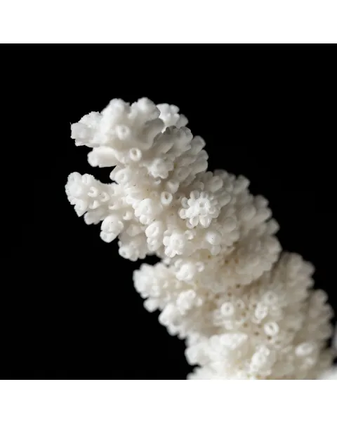 Acropora Florida