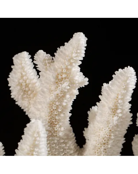 Acropora Florida