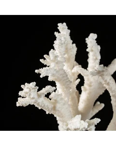 Acropora Florida