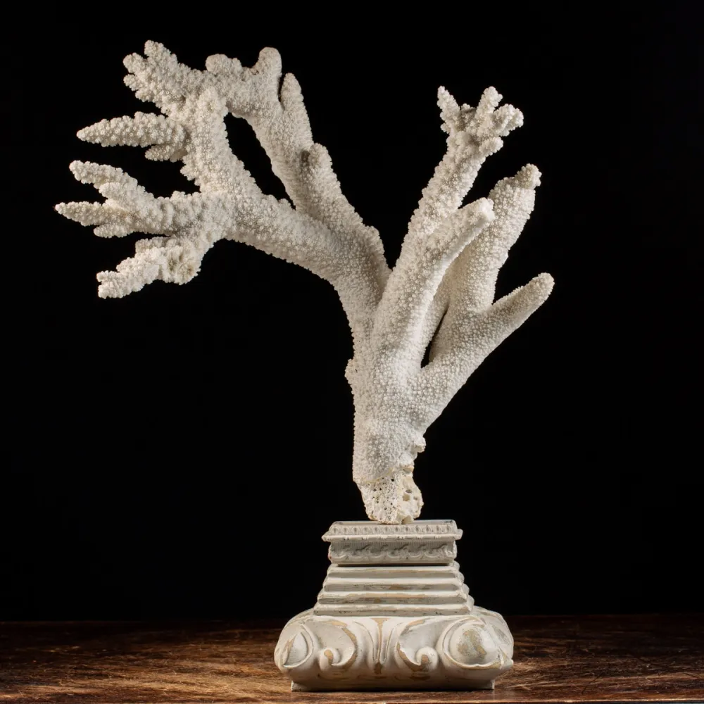 Acropora Florida