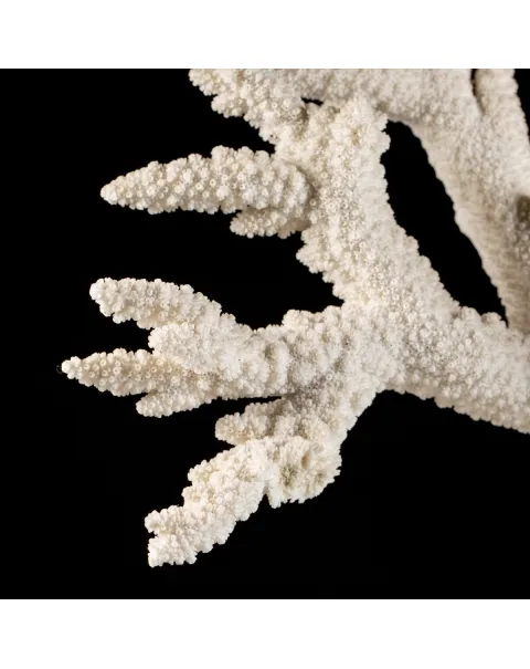 Acropora Florida