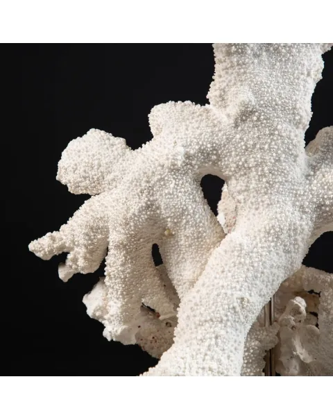 Acropora Florida