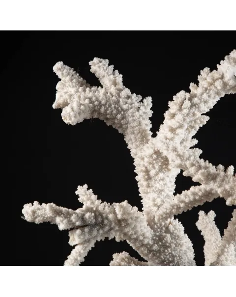 Acropora Florida