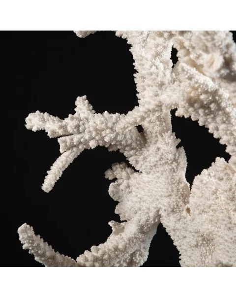 Acropora Florida