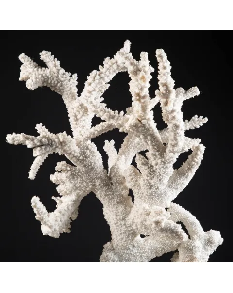 Acropora Florida