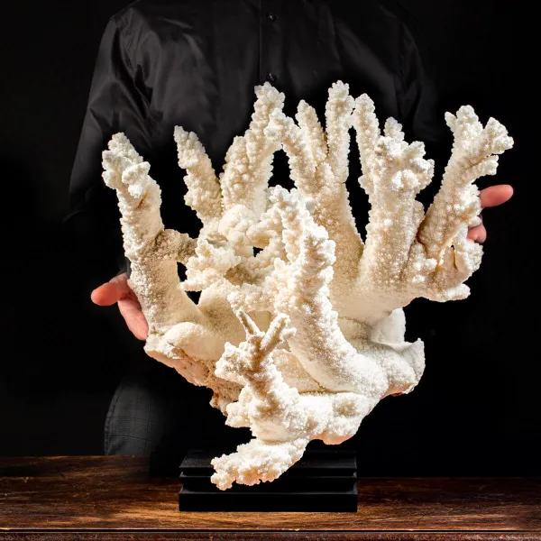 Acropora Florida