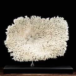 Acropora Hyacinthus (4)