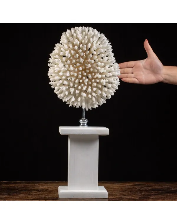 Acropora Hyacinthus