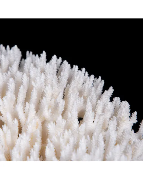 Acropora Hyacinthus: Eleganza Naturale per il Tuo Spazio.