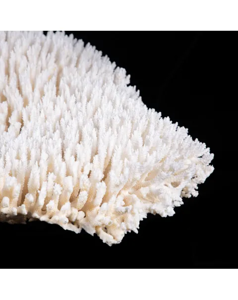Acropora Hyacinthus: Eleganza Naturale per il Tuo Spazio.