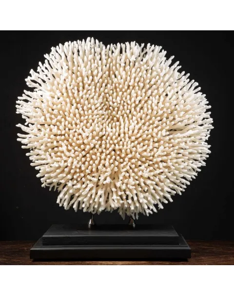 Acropora Millepora Enorme