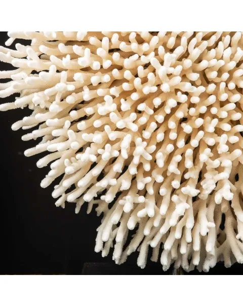 Acropora Millepora Enorme