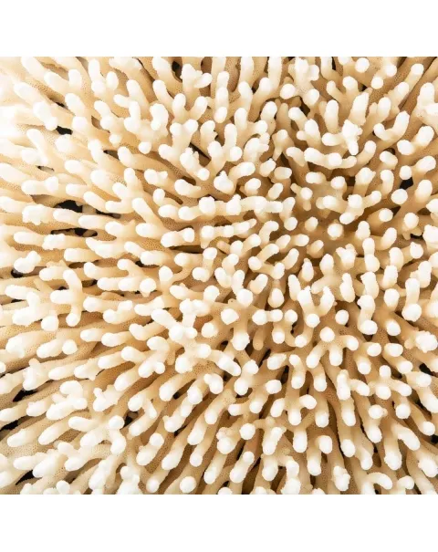 Acropora Millepora Enorme