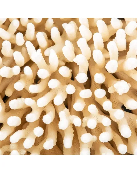 Acropora Millepora Enorme