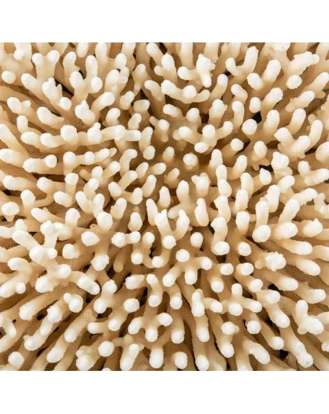 Acropora Millepora Enorme