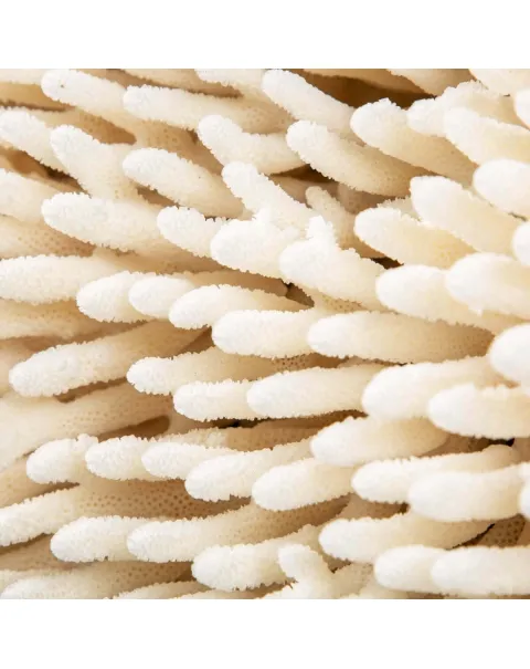 Acropora Millepora Enorme