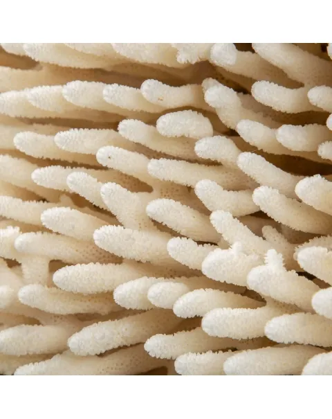 Acropora Millepora Enorme