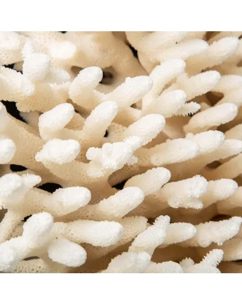Acropora Millepora Enorme