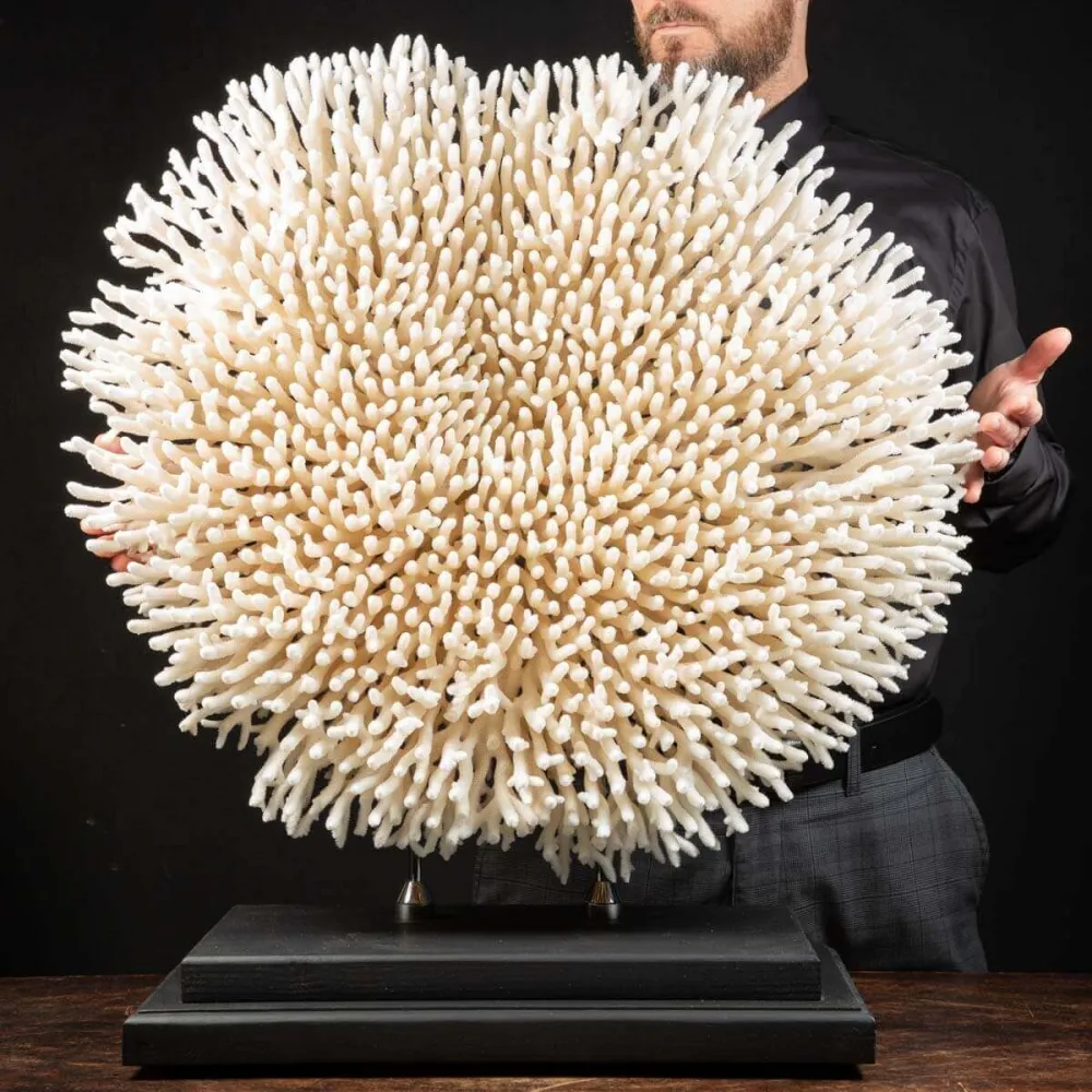 Acropora Millepora Enorme
