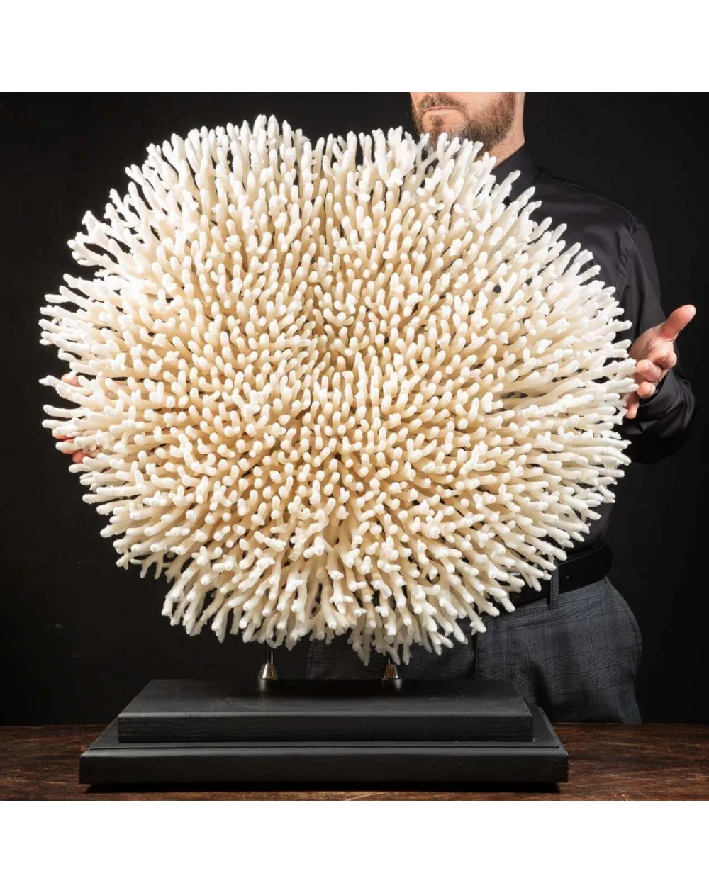 Acropora Millepora Enorme