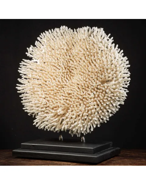Acropora Millepora Enorme