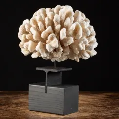 Acropora Pocillopora Eydouxi (6)