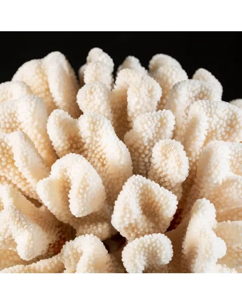 Pocillopora Eydouxi Montata su base di Design