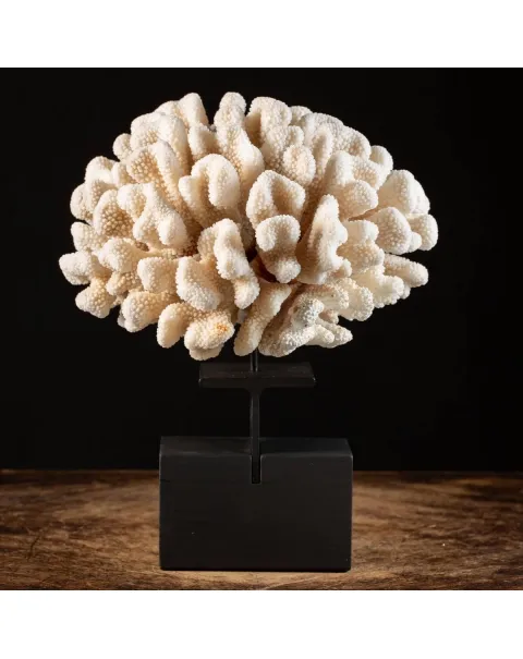 Pocillopora Eydouxi Montata su base di Design