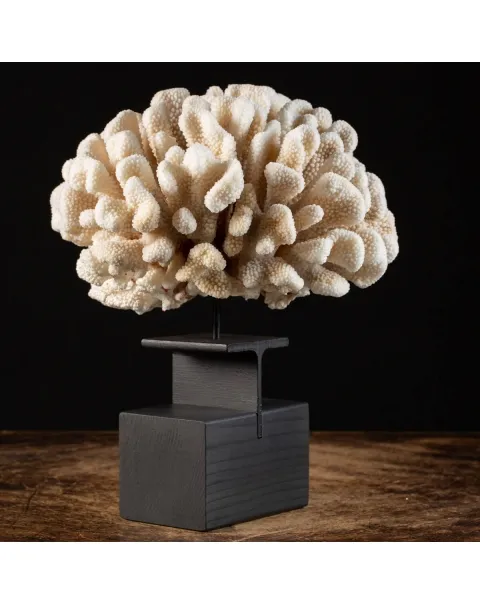 Pocillopora Eydouxi Montata su base di Design