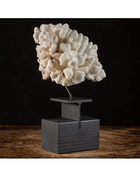 Pocillopora Meandrina Su Base decorativa