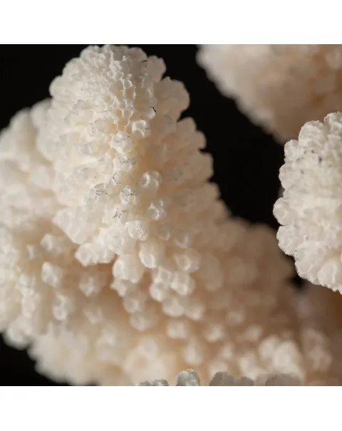 Pocillopora Meandrina Su Base decorativa