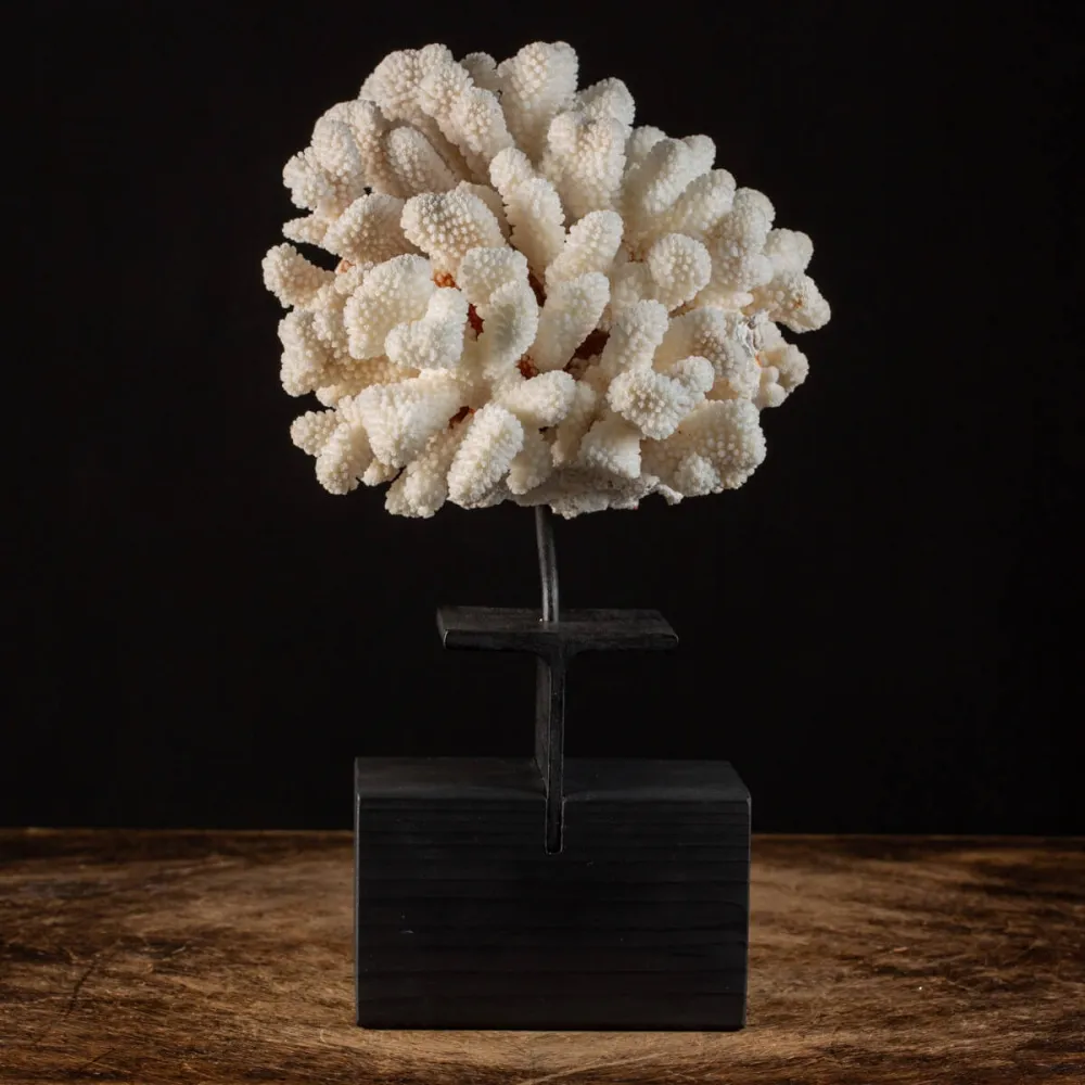 Pocillopora Meandrina Su Base decorativa