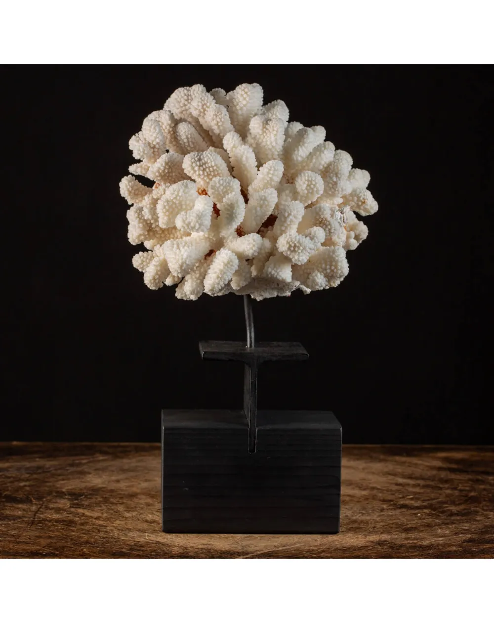 Pocillopora Meandrina Su Base decorativa