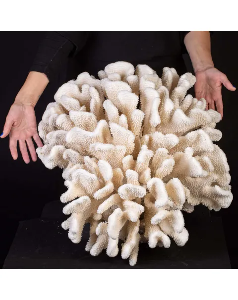 Pocillopora Meandrina – Corallo madreporico di grandi dimensioni.