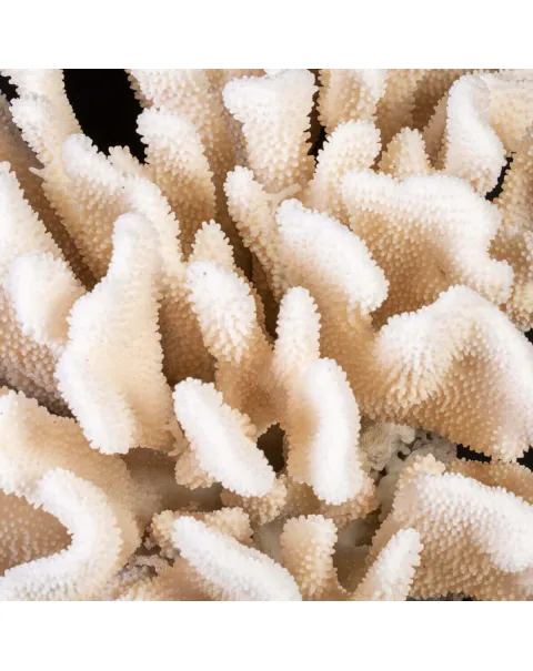 Pocillopora Meandrina – Corallo madreporico di grandi dimensioni.