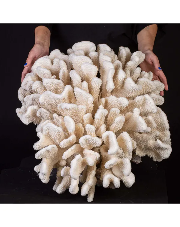 Pocillopora Meandrina – Corallo madreporico di g...