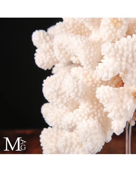 Madrepora bianca Pocillopora Meandrina delle Isole Salomone.