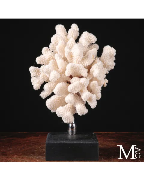 Madrepora bianca Pocillopora Meandrina delle Isole Salomone.